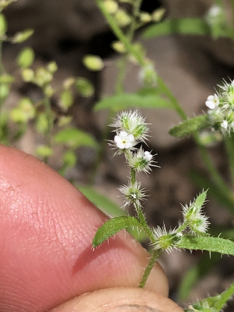 Cryptantha echinosepala photo 2