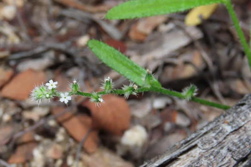 Cryptantha echinosepala photo 3