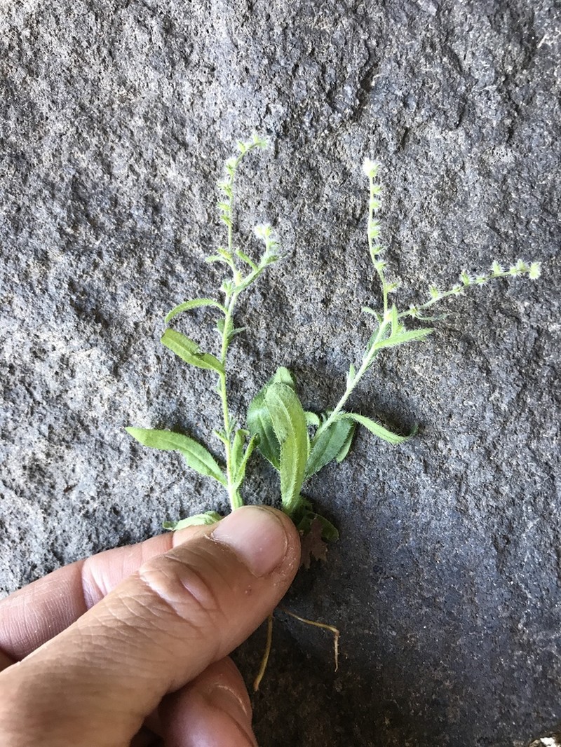 Cryptantha echinosepala photo 4