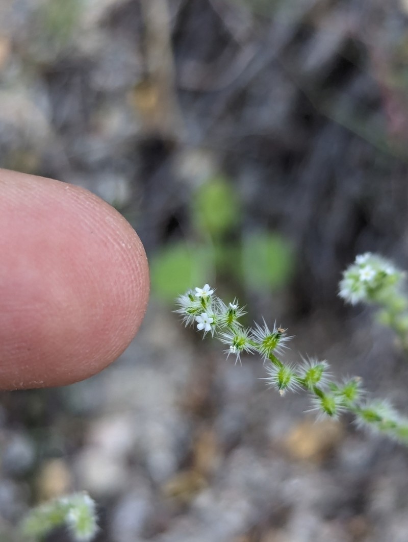 Cryptantha echinosepala photo 5