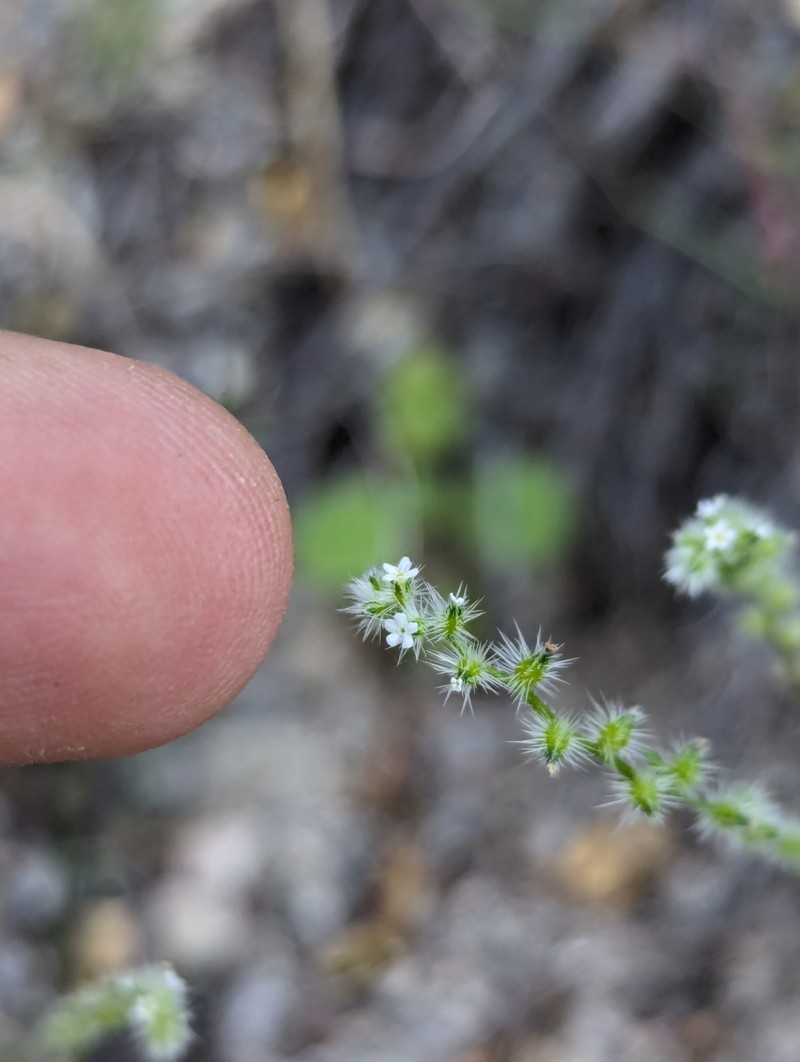 Cryptantha echinosepala photo 7
