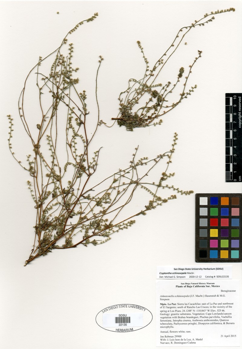 Cryptantha echinosepala photo 8