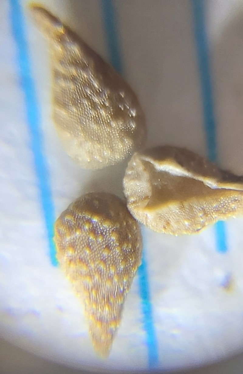 Deepscar Cryptantha photo 4