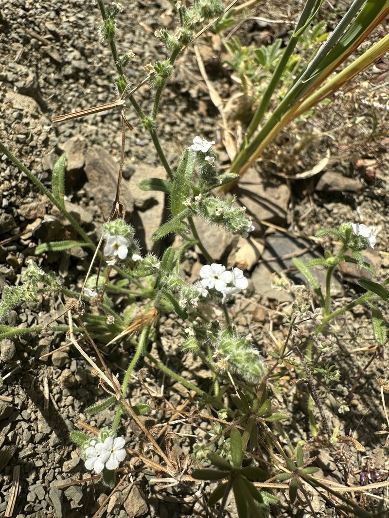 Deepscar Cryptantha photo 5