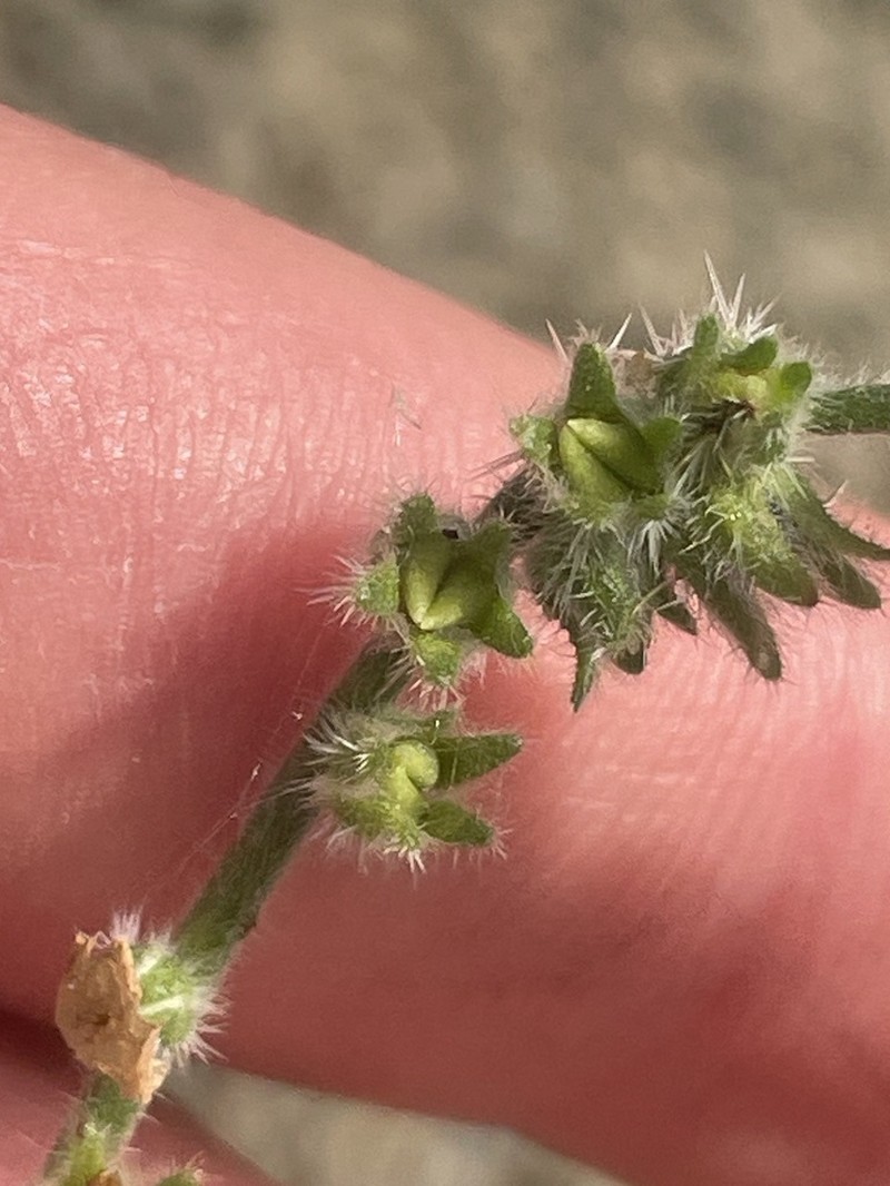 Deepscar Cryptantha photo 6