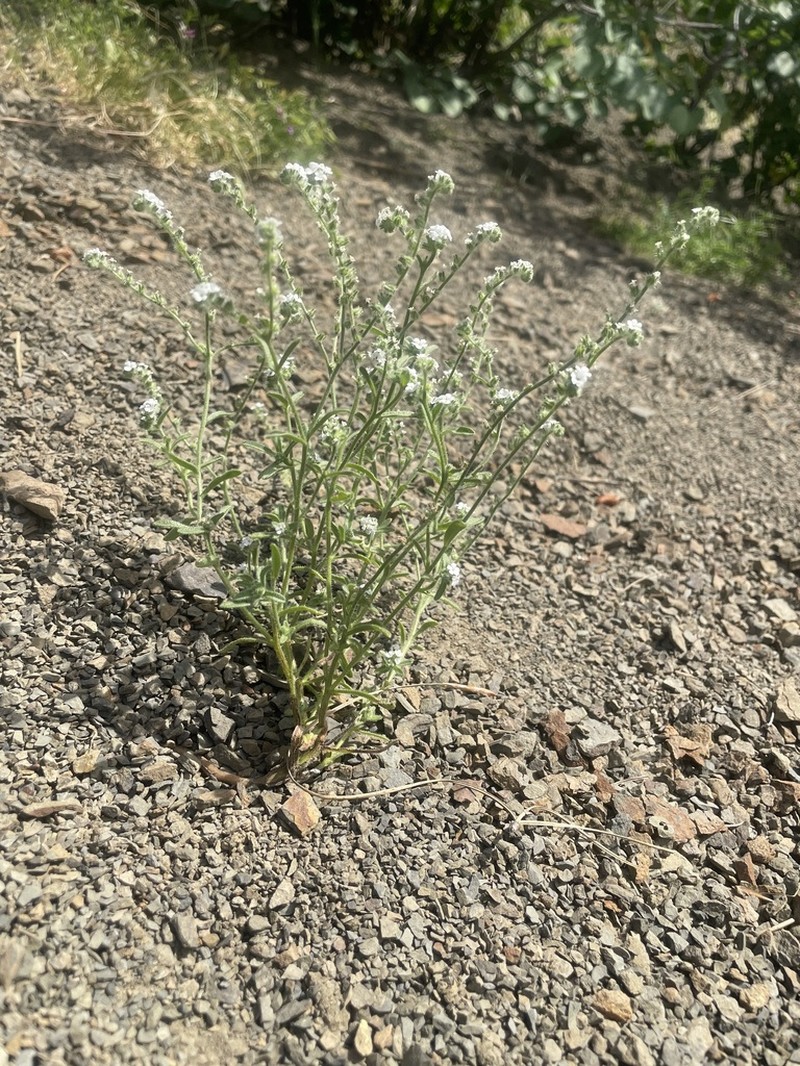 Deepscar Cryptantha photo 7