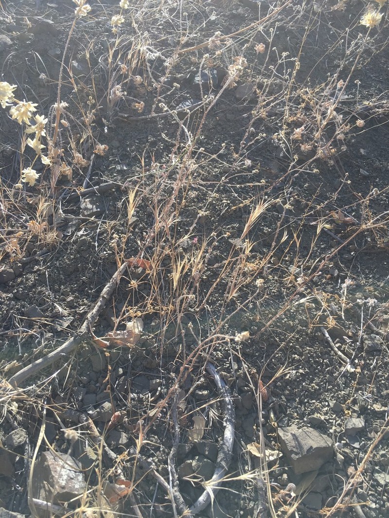Deepscar Cryptantha