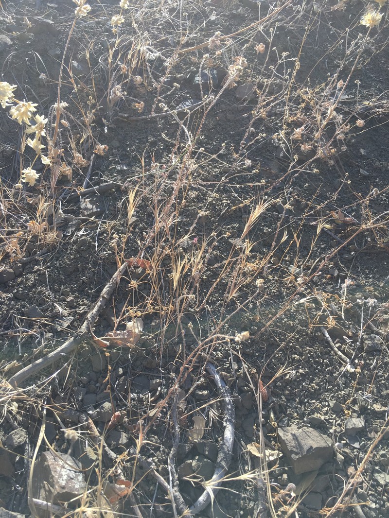 Deepscar Cryptantha photo 4
