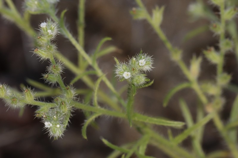 Sanddune Cryptantha