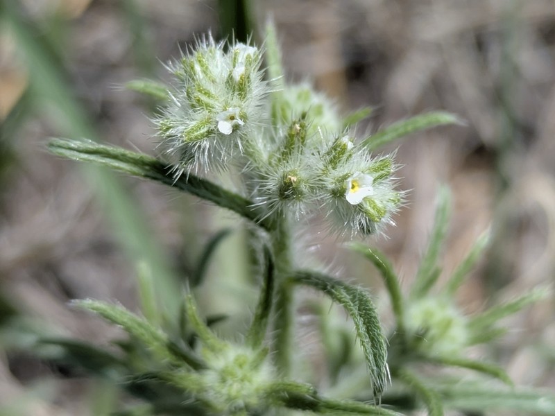 Sanddune Cryptantha photo 2