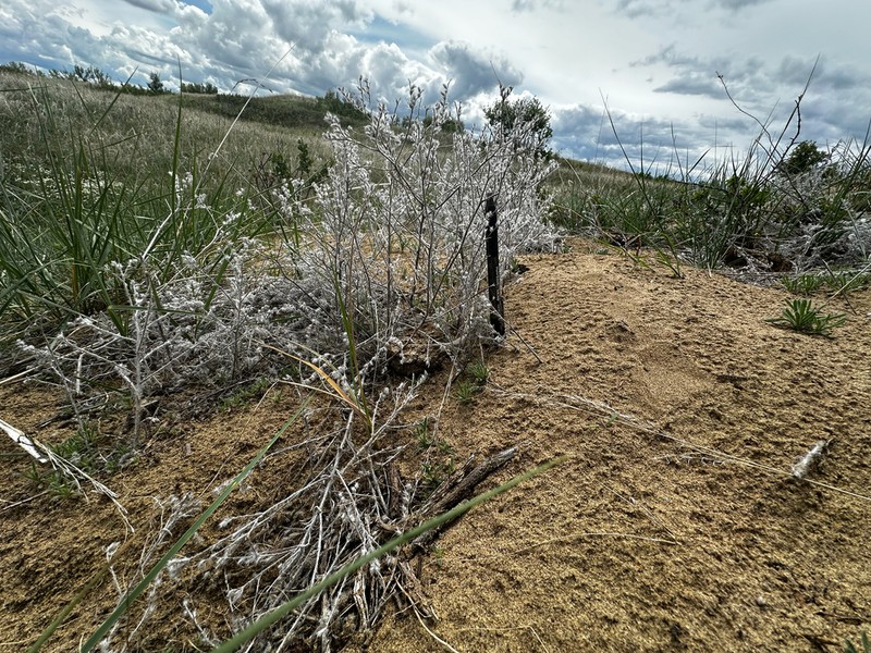 Sanddune Cryptantha photo 3