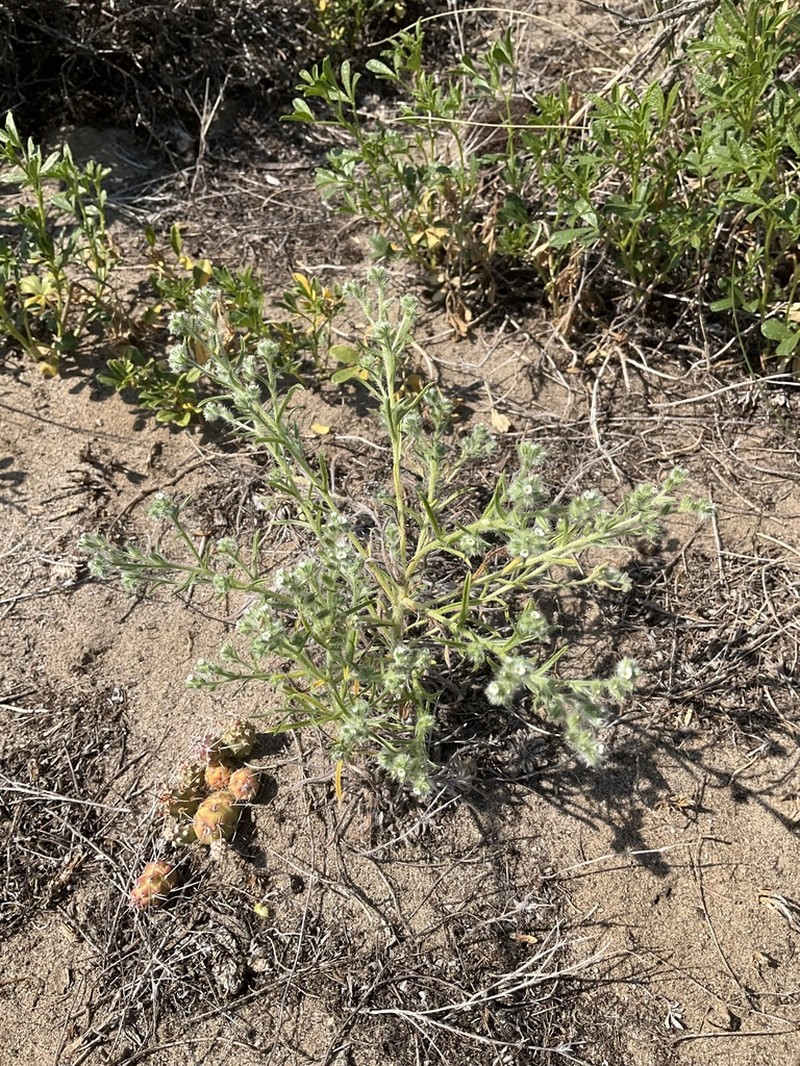 Sanddune Cryptantha photo 4