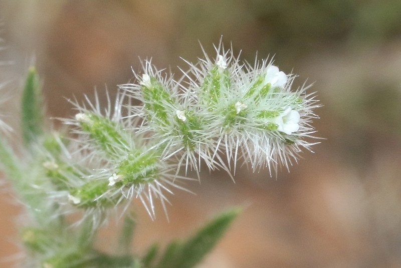 Sanddune Cryptantha photo 5