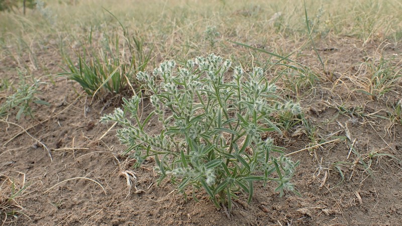 Sanddune Cryptantha photo 6