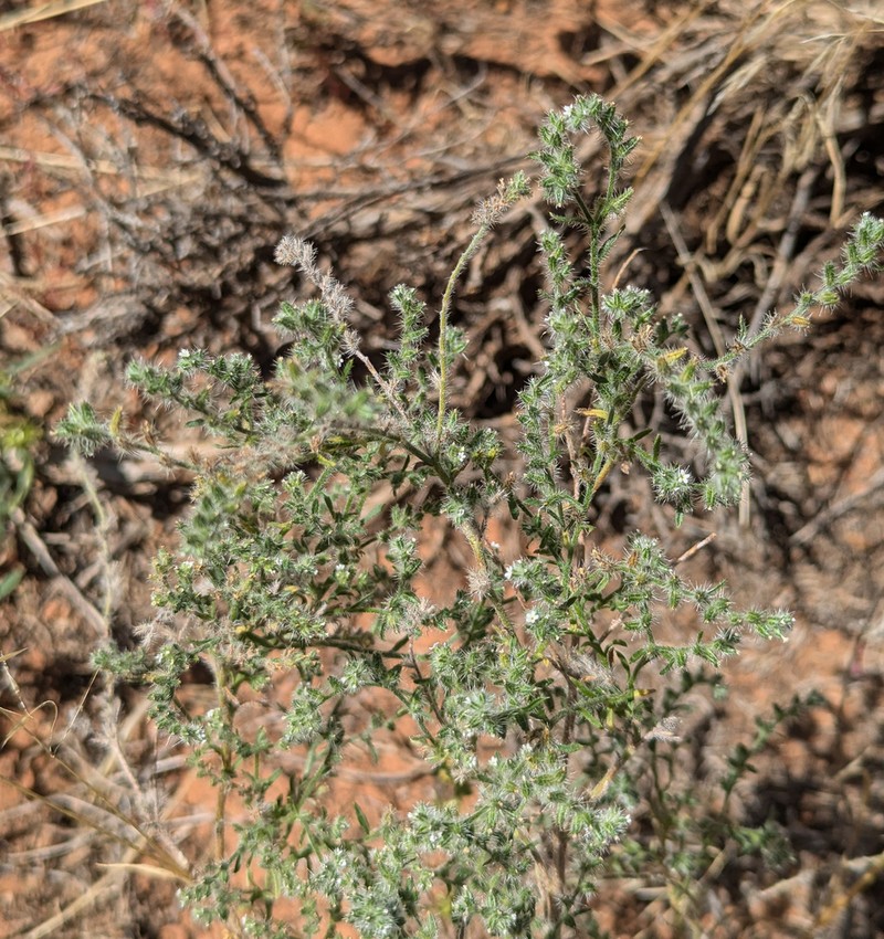 Sanddune Cryptantha photo 7