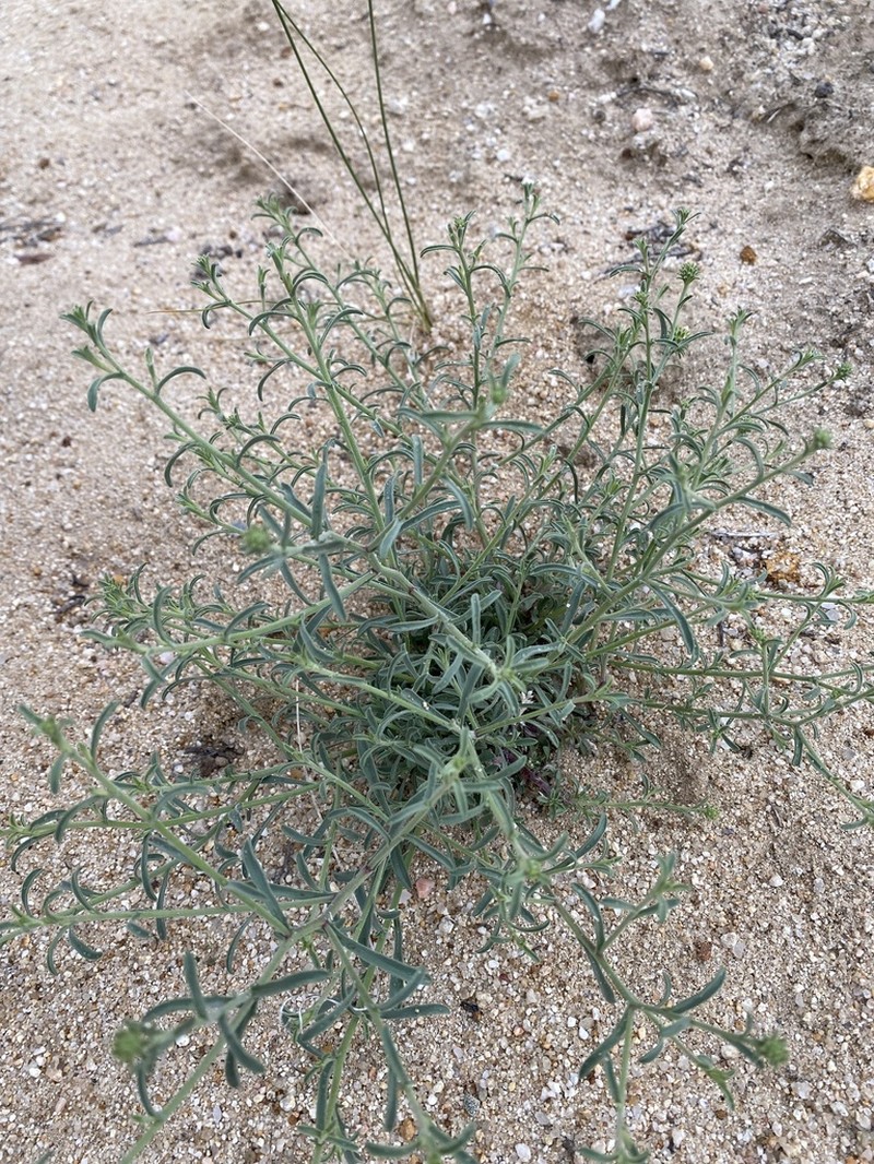 Sanddune Cryptantha photo 8