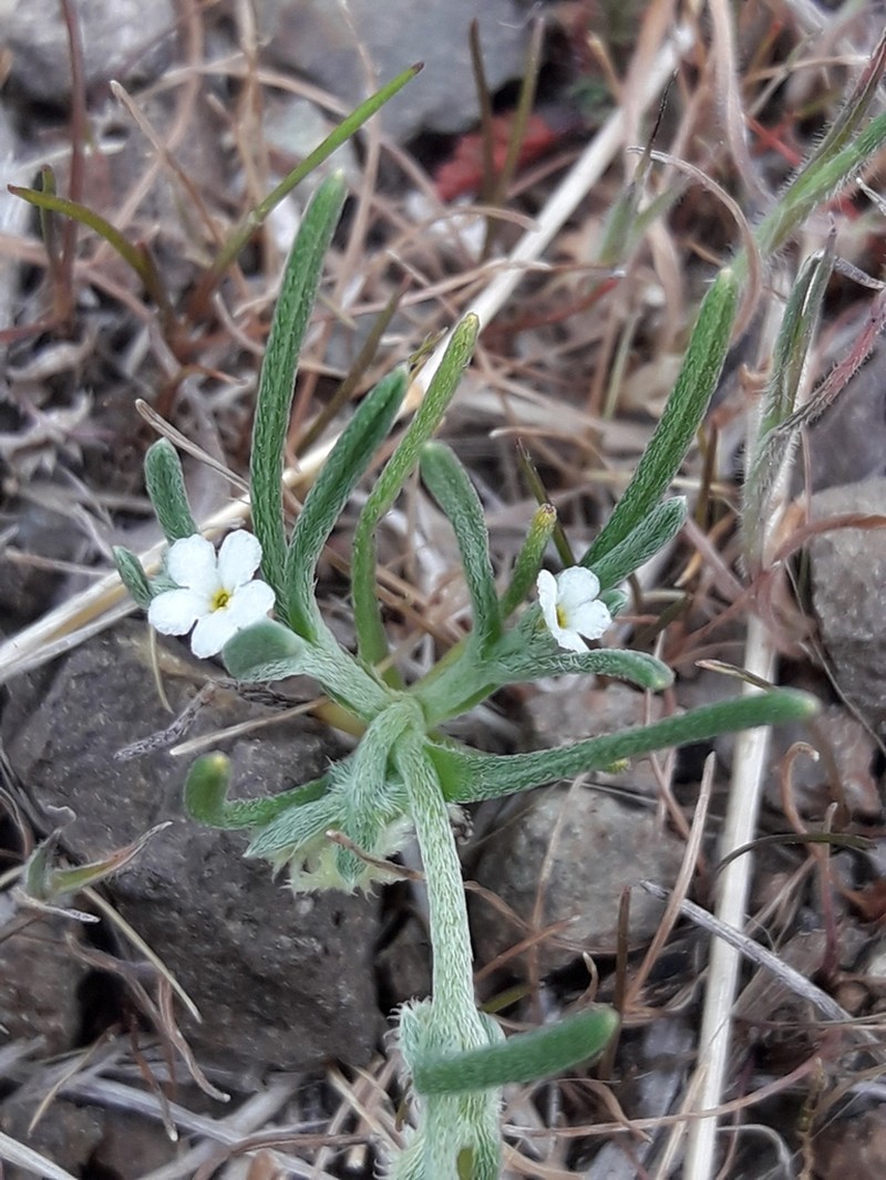 Cryptantha filaginea