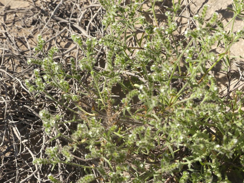 Cryptantha filaginea photo 2
