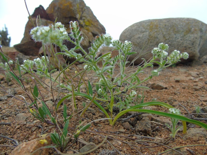 Cryptantha filaginea photo 3