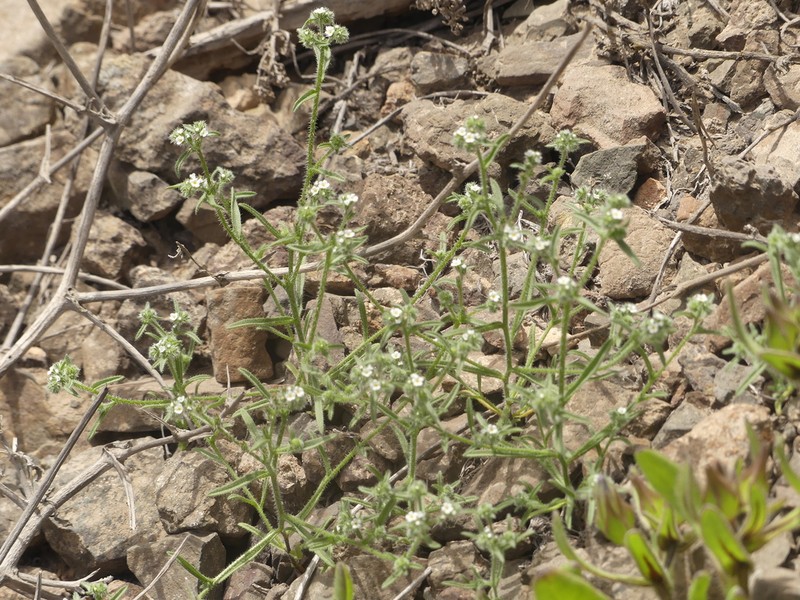 Cryptantha filaginea photo 4