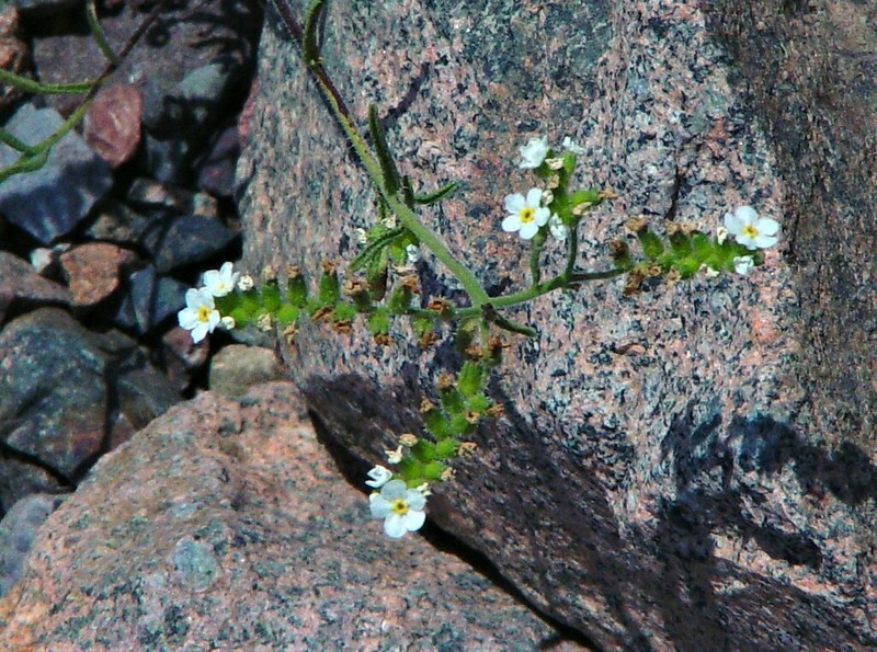 Cryptantha filaginea photo 5