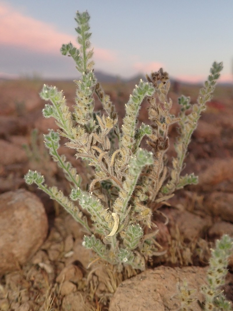 Cryptantha filaginea photo 6