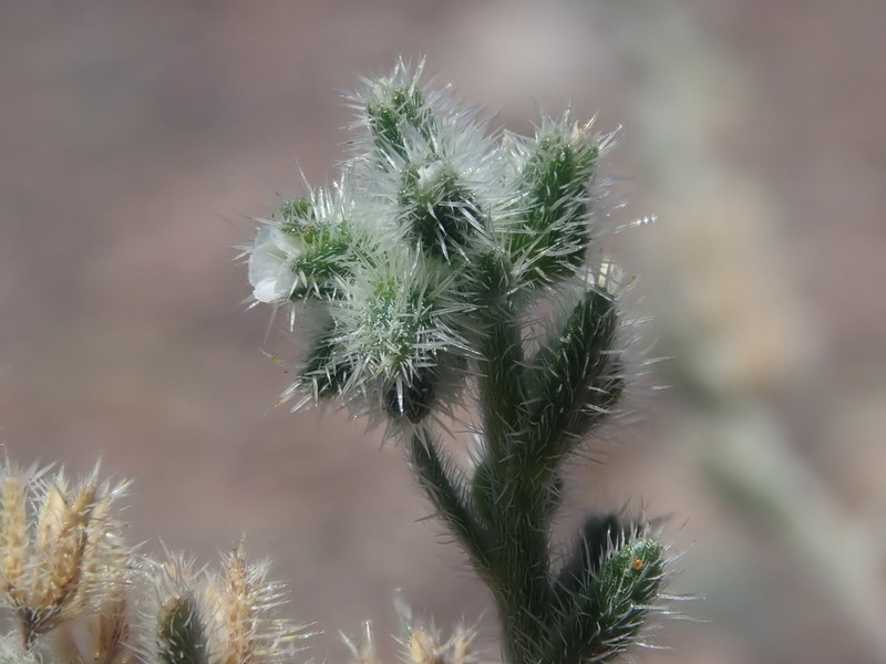 Cryptantha filaginea photo 7