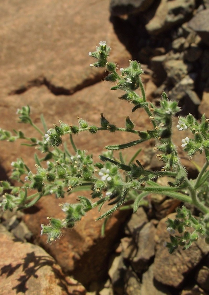 Cryptantha filaginea photo 8