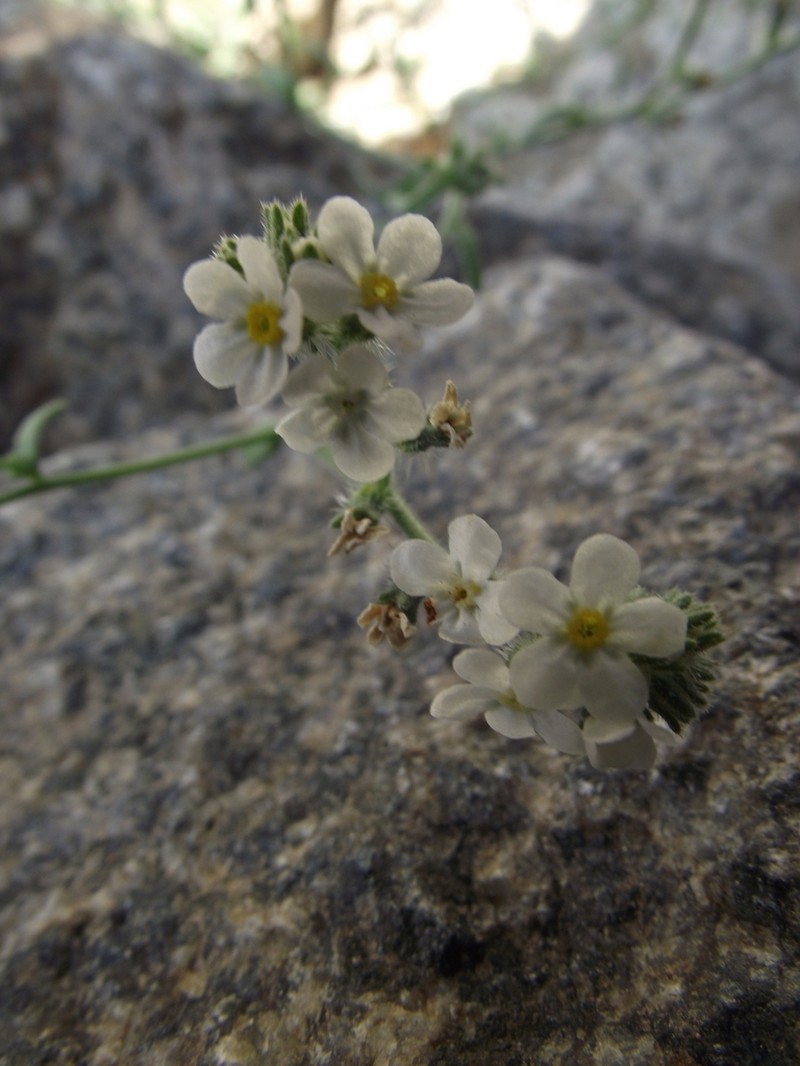 Cryptantha filiformis