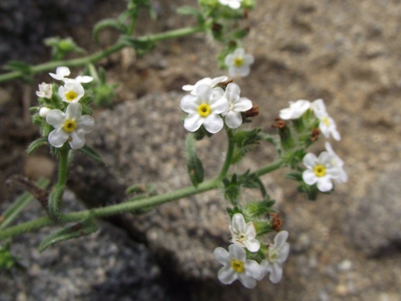 Cryptantha filiformis photo 2