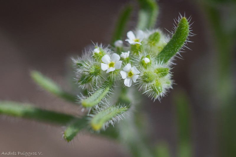 Cryptantha filiformis photo 3