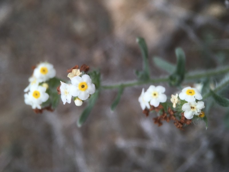 Cryptantha filiformis photo 4