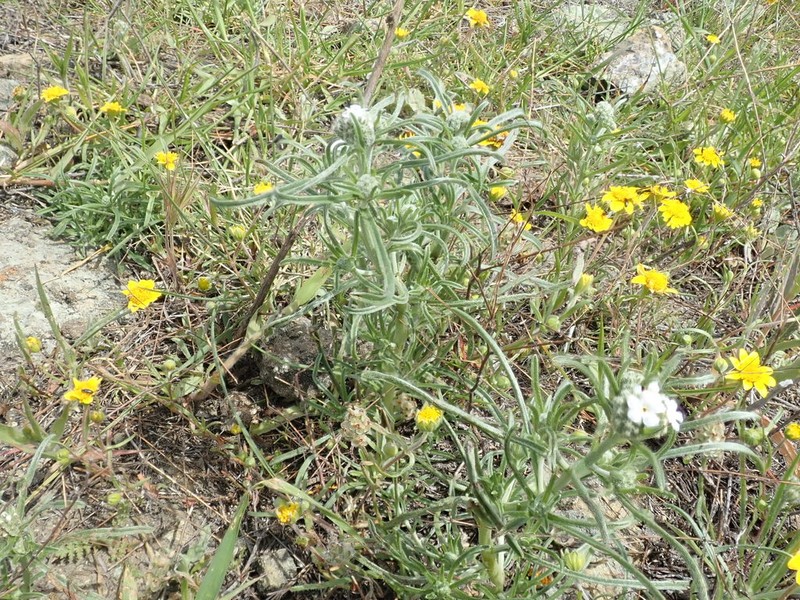 Slender Cryptantha photo 5