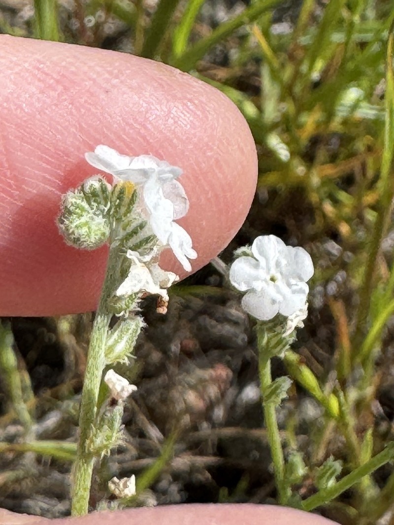 Slender Cryptantha photo 6