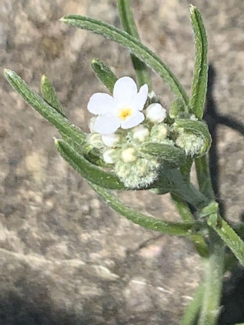 Weakstem Cryptantha