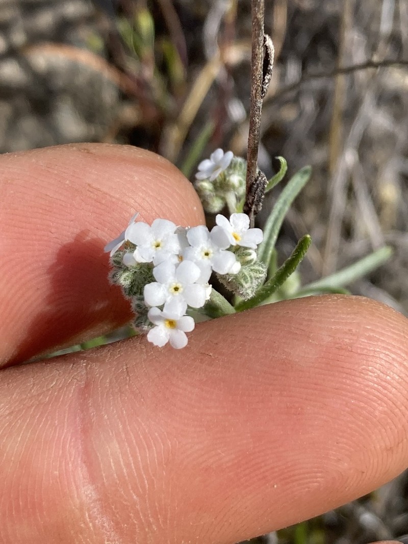 Weakstem Cryptantha photo 2