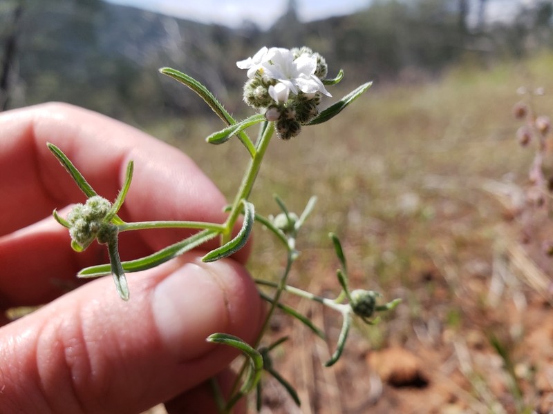 Weakstem Cryptantha photo 3