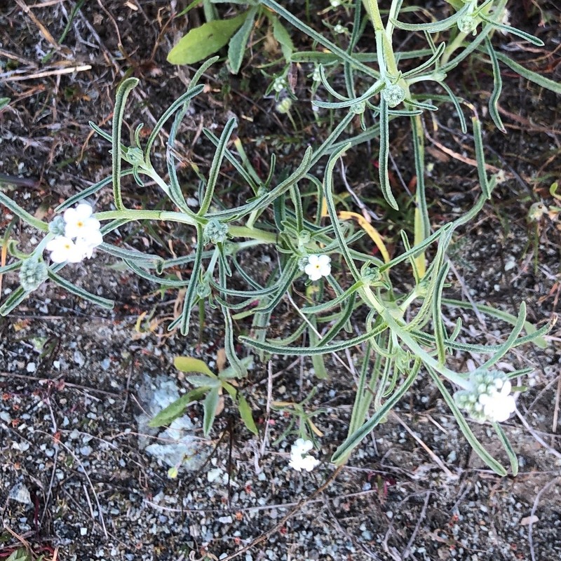Weakstem Cryptantha photo 4