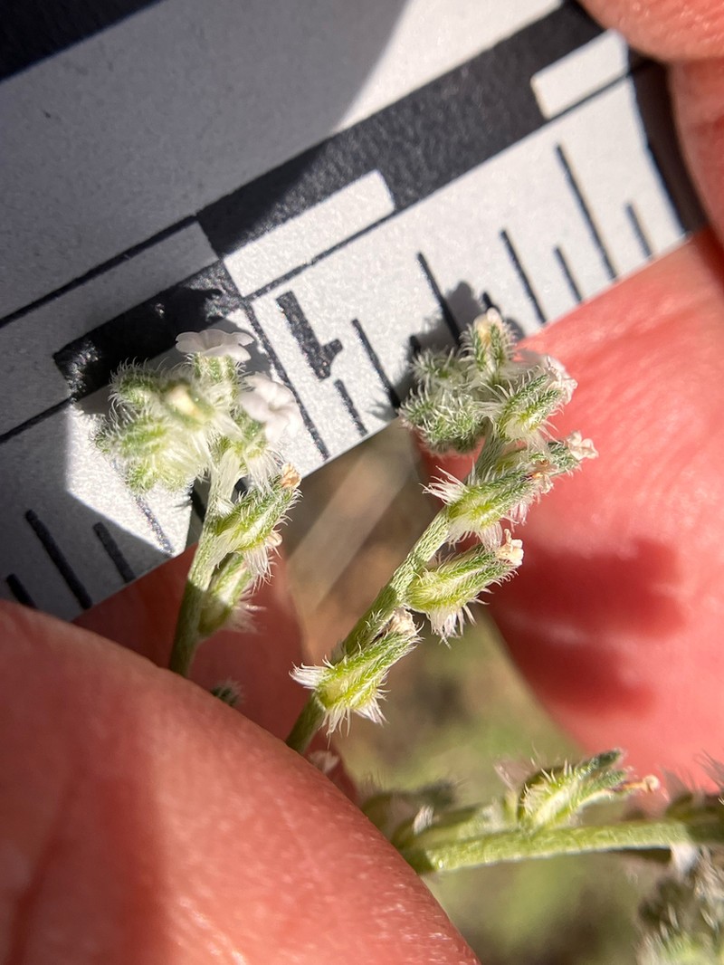 Weakstem Cryptantha photo 7