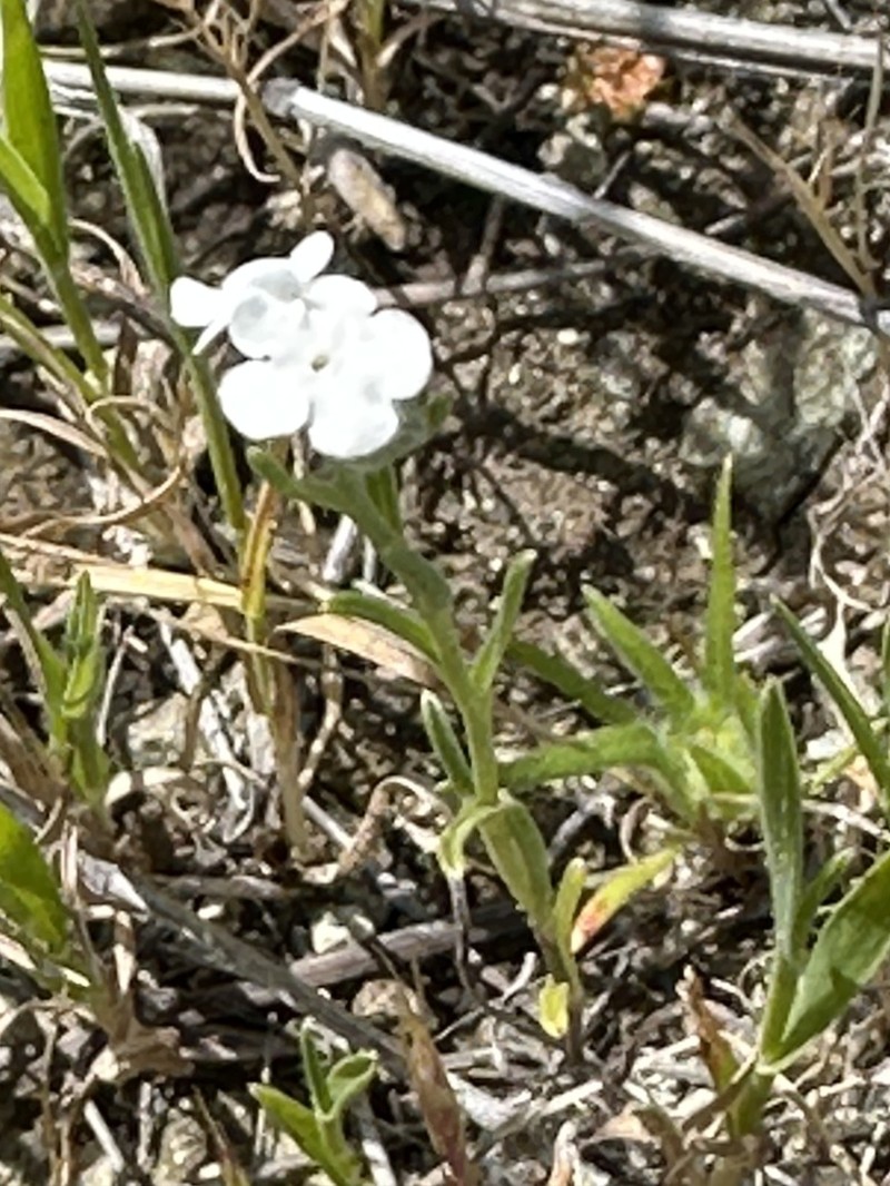 Weakstem Cryptantha photo 8