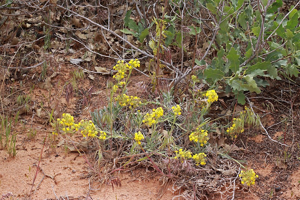 Brenda's Yellow Cryptantha photo 2