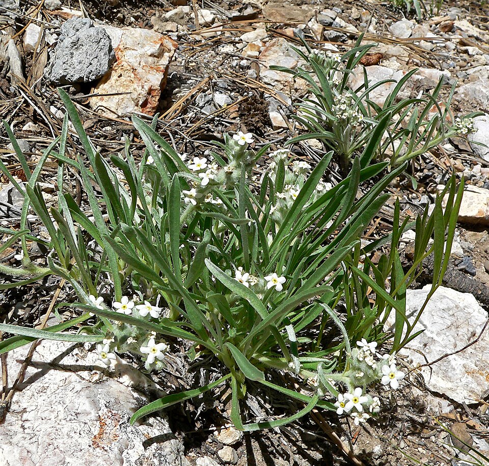 Roughseed Cryptantha photo 2