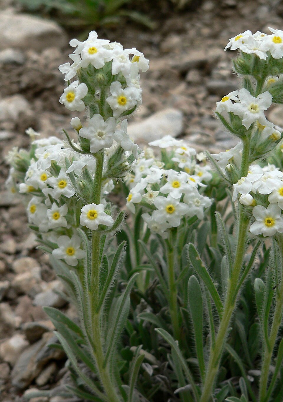 Roughseed Cryptantha photo 3