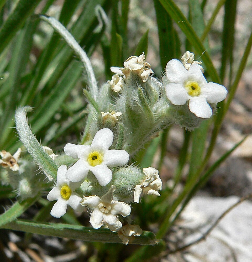 Roughseed Cryptantha