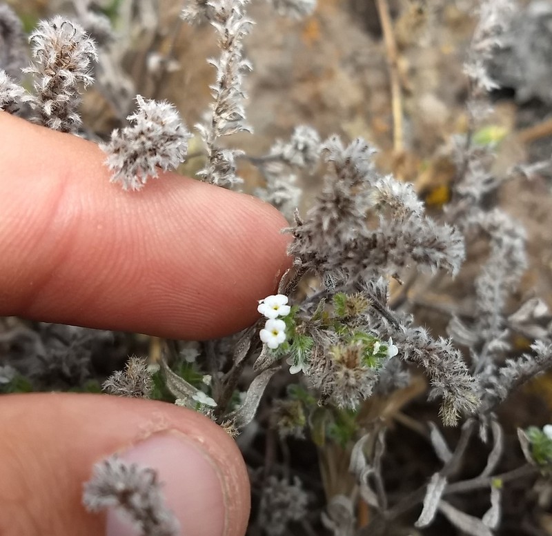 Cryptantha foliosa