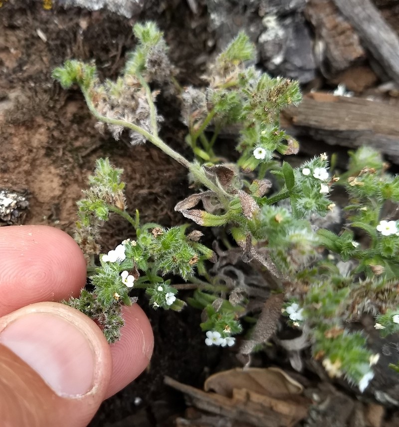 Cryptantha foliosa photo 2