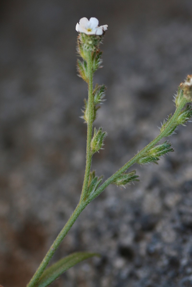 Cryptantha foliosa photo 3