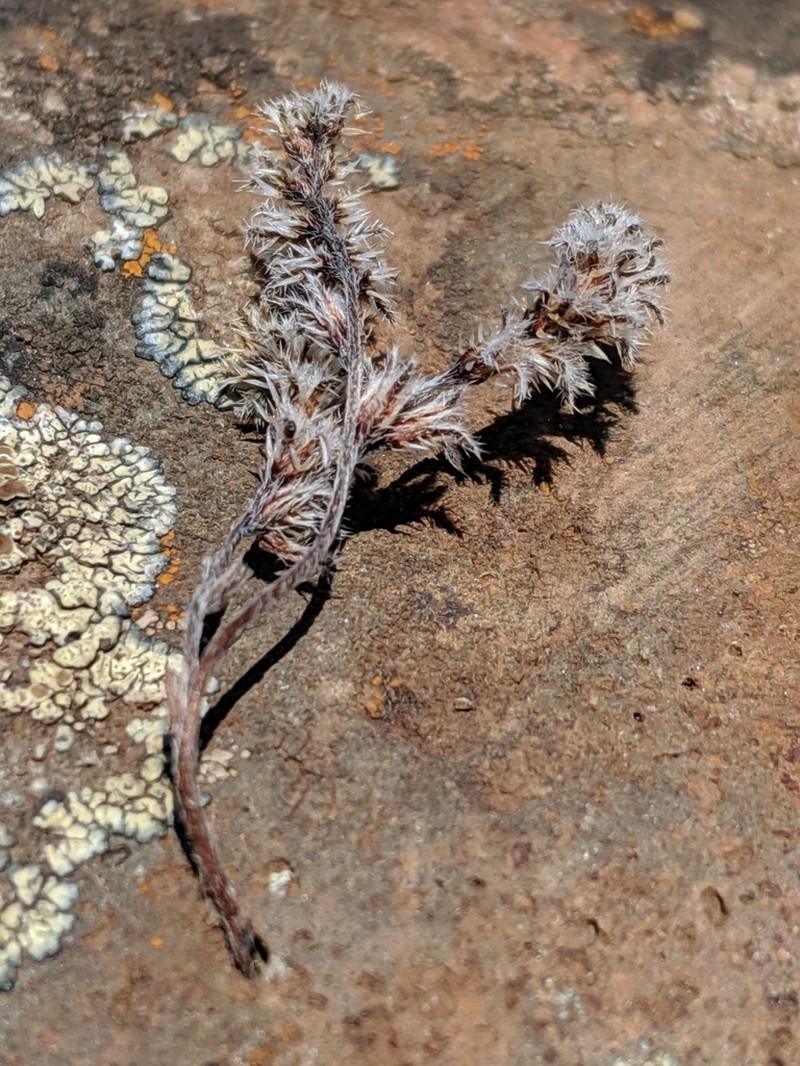 Cryptantha foliosa photo 5