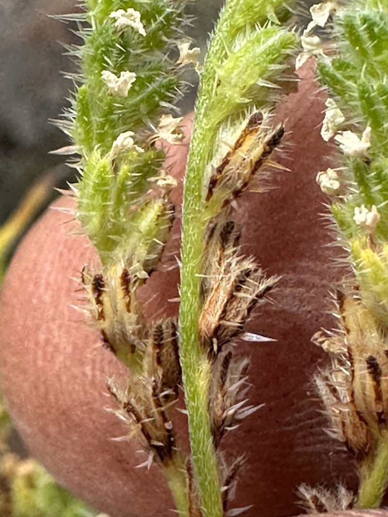 Cryptantha foliosa photo 6