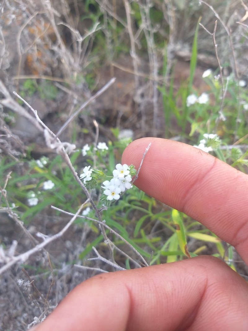 Cryptantha foliosa photo 8
